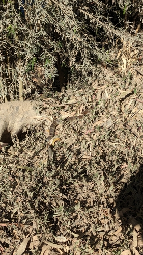 Tiger Snake sighting