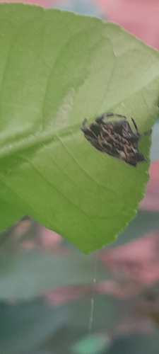 Spinybacked Orbweaver