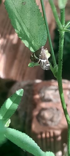 Hawaiian Beet Webworm Moth