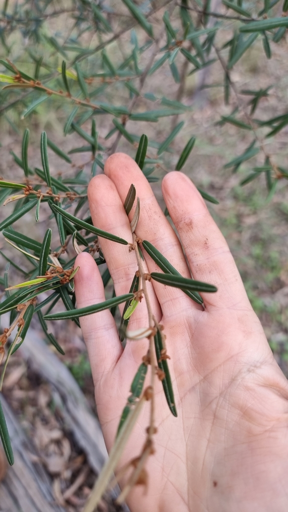 short-leaved hovea from Charlestown QLD 4608, Australia on March 8 ...