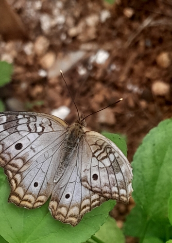 White Peacock