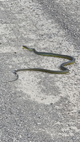 Common Tree Snake sighting