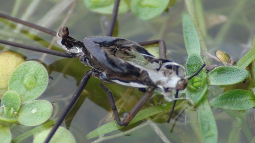 iNaturalist observation photo of Gerrini