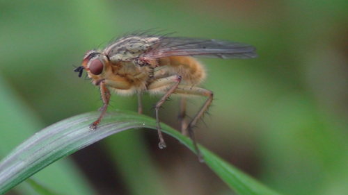 iNaturalist observation photo of Scathophaga