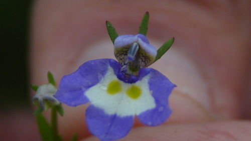 iNaturalist observation photo of Doublehorn Calicoflower
