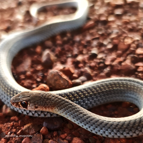 Grey Whipsnake sighting