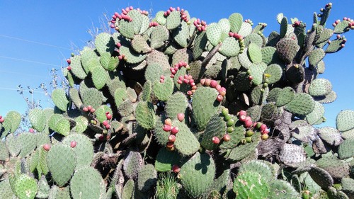 Opuntia streptacantha