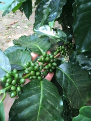 Coffea arabica image