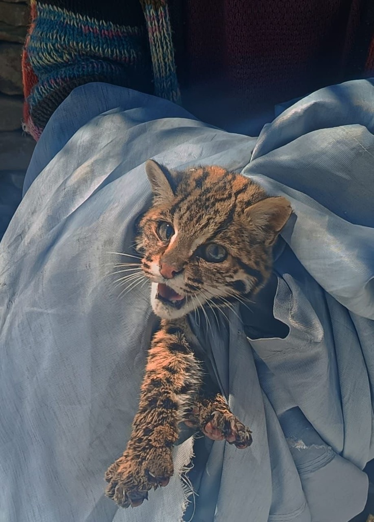 Mainland Leopard Cat from Kupa Kamru Road, Kinnaur, HP, IN on March 9 ...