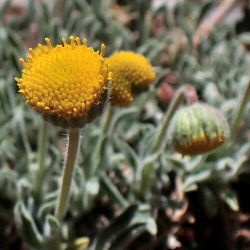 Erigeron aphanactis (A.Gray) Greene