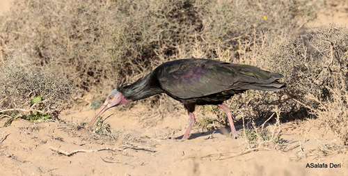 Northern Bald Ibis