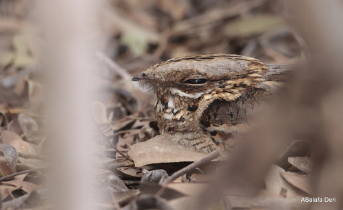 Caprimulgus ruficollis ruficollis