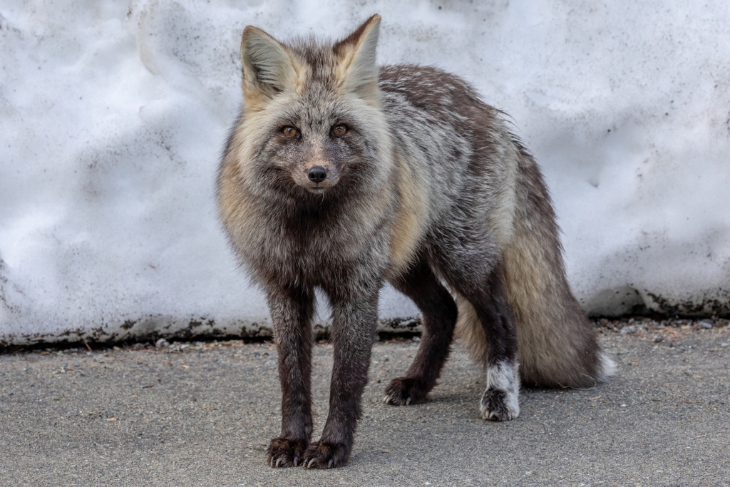 Alalaji Vulpes vulpes cascadensis · iNaturalist Suomi