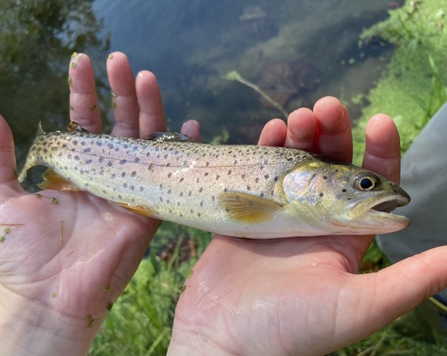 Rocky Mountain Cutthroat Trout