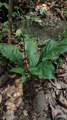 Anthurium acutifolium image