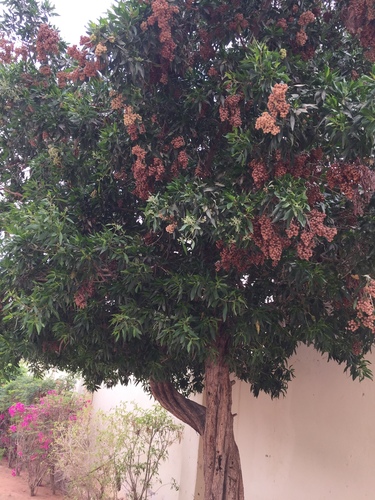 Lanceleaf Buttonwood
