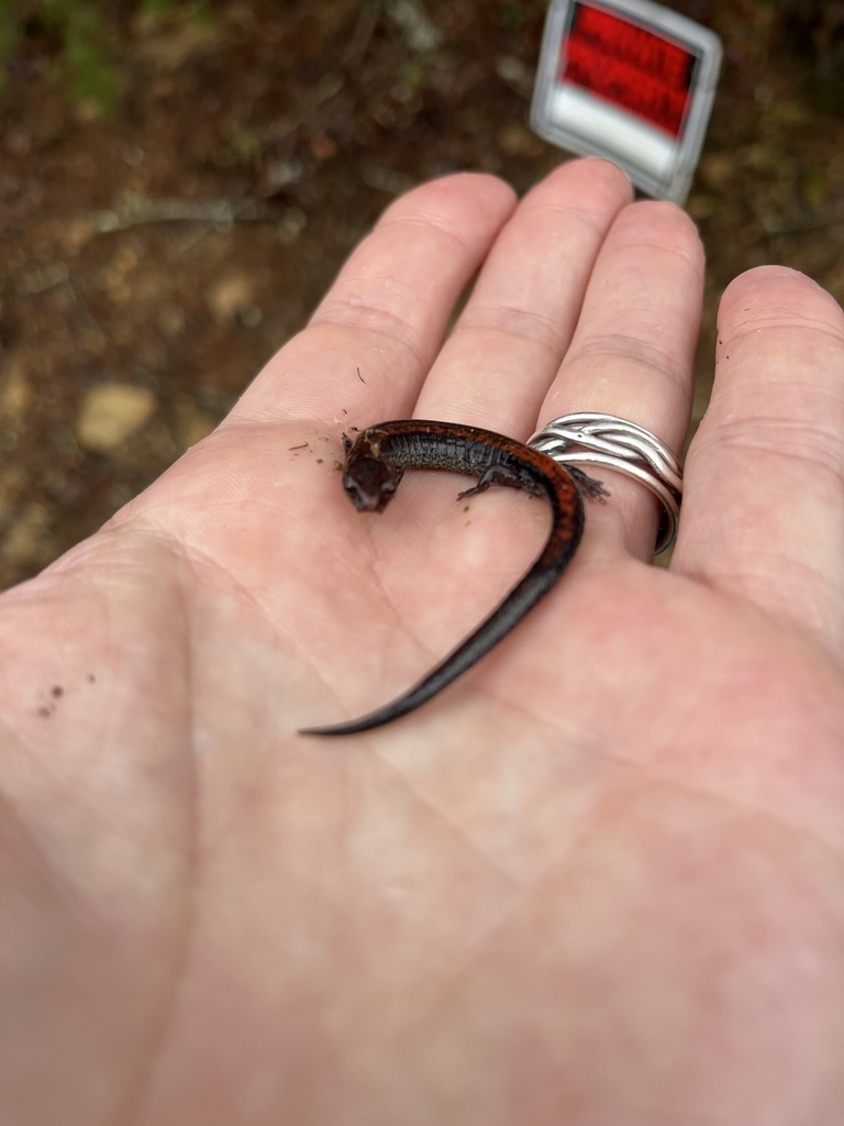 Woodland Salamanders from Cherokee National Forest, Unicoi, TN, US on ...