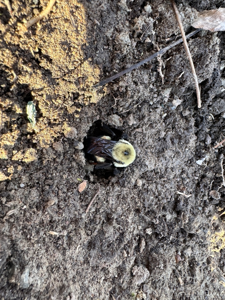 Brownbelted Bumble Bee in March 2024 by Christopher E. Smith