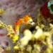 Observation photo