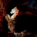 Observation photo