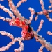 Observation photo