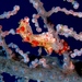 Observation photo