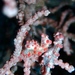 Observation photo