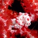 Observation photo
