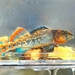 Etheostoma spectabile - Photo (c) Ethan Cummings, todos los derechos reservados, subido por Ethan Cummings
