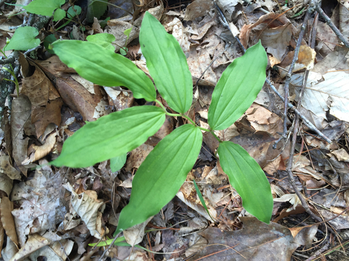 False Solomon's-seal foliage