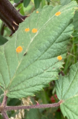 Image of Kuehneola uredinis