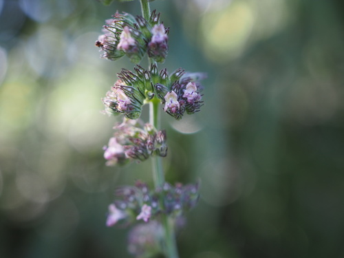Mesosphaerum pectinatum (L.) Kuntze