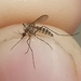 Mosquito de Charcos Rocosos - Photo (c) i_fox, todos los derechos reservados, subido por i_fox