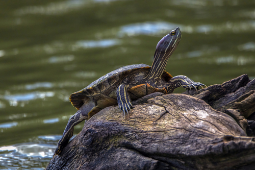 Central Antillean slider