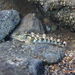 Rhinogobius lanyuensis - Photo (c) Jacky Yu, all rights reserved, uploaded by Jacky Yu