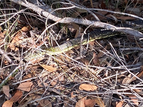 Diamond Python sighting