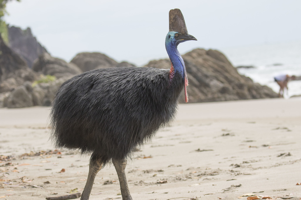 Southern Cassowary (Casuarius casuarius) · iNaturalist