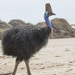 Southern Cassowary - Photo (c) Rand Rudland, all rights reserved, uploaded by Rand Rudland