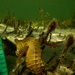 Observation photo