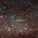 Green Lace Shrimp - Photo (c) Jacky Yu, all rights reserved, uploaded by Jacky Yu