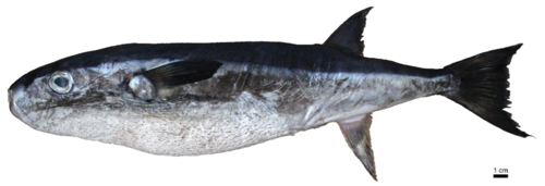 Ocean Puffer