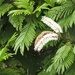 Pentaclethra macroloba - Photo 由 Steven Daniel 所上傳的 (c) Steven Daniel，保留所有權利