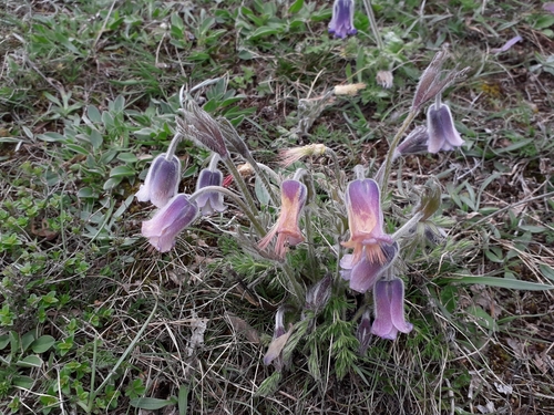 Pulsatilla violacea