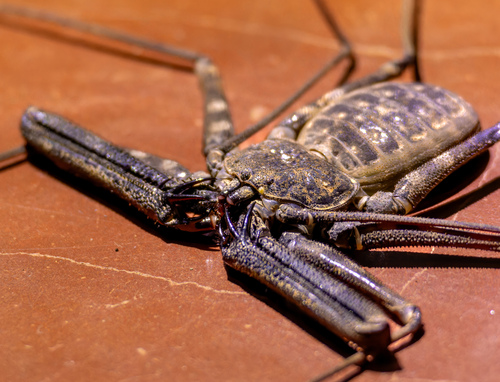 Western Whipspider