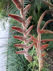 Heliconia vellerigera image