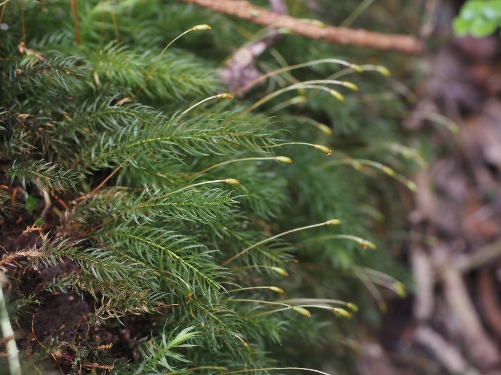 Pyrrhobryum latifolium (Pyrrhobryum latifolium)