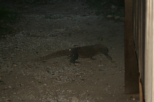 Komodo Dragon — seen at this dive site