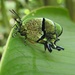 Mariposa Sedosa Imperial Mexicana - Photo (c) Steven Daniel, todos los derechos reservados, subido por Steven Daniel