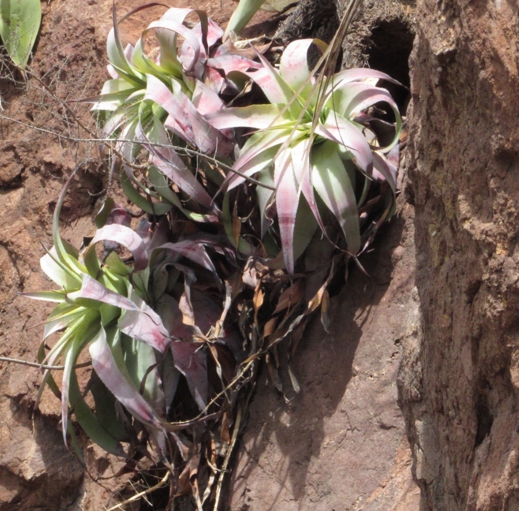 Hechtia glauca · iNaturalist