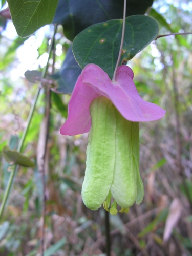 Passiflora membranacea image